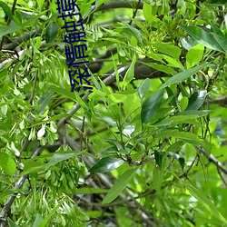 深(深)情触(觸)摸完整(整)版在线(線)中字(字)观(觀)