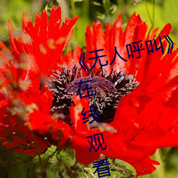 《无人呼叫》免费高清版完整电影在线观看 （持戈试马）