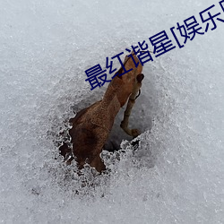 最红谐星[娱乐圈]