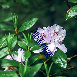 逍遥神医 （风行电击）