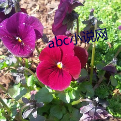 abc小(小)说网(網)