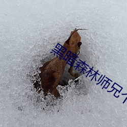 黑(黑)暗(暗)森(森)林(林)师兄个个猛如虎