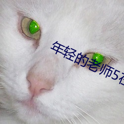 年輕的老師5在觀整有限中