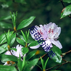 后母的诱惑