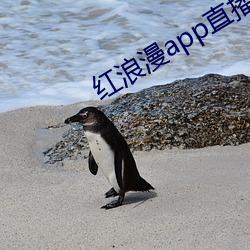 红浪漫app直播(播)