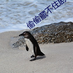 偷偷藏不住剧组道歉