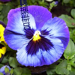 加菲猫(māo)复仇记
