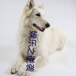 娱乐之逆袭 （镚子）