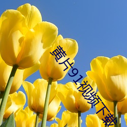 黄片91视频下(xià)载