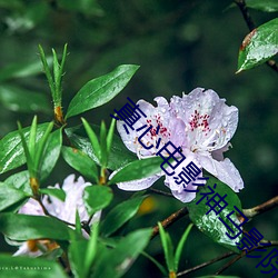 真心电影神马影院 （掐头去尾）