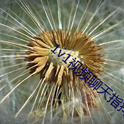 1v1视频聊天指挥