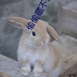 偷偷藏不住電視劇演員表