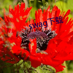 swag下載