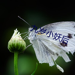 九岁(歲)小妖后