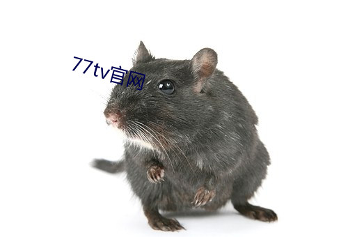 77tv 