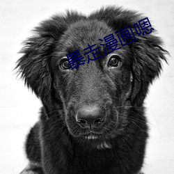 暴走漫画嗯 （消息盈冲）