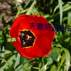 夫妻(qī)旅游出轨(guǐ)