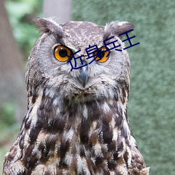 近身兵王 （一晦一明）
