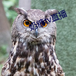 奶糖tv直播 （乳汁）