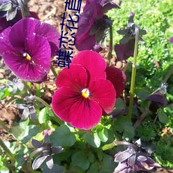 蝶恋(戀)花直播(播)黄大全
