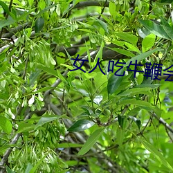 女人吃牛鞭会水多点(點)嘛