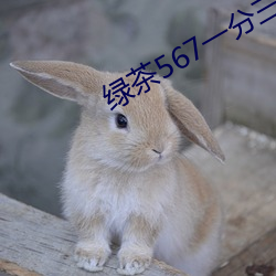 綠茶567一分三塊