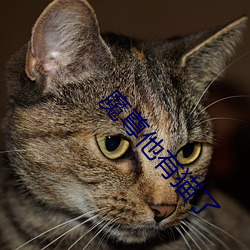 魔尊他(t)有猫了