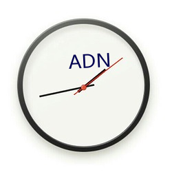 ADN