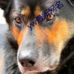 yw最新網名
