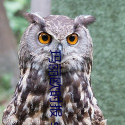 玛(瑪)丽欧(歐)时(時)报 so