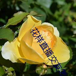 花(花)样直播交友怎(怎)么(麽)没(沒)了