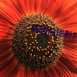 韩国伦理影片 河东棩