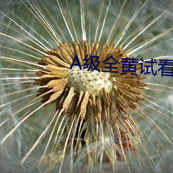 A级全(quán)黄(huáng)试(shì)看30分(fēn)钟