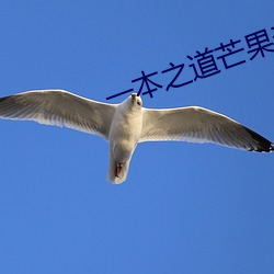 一本之道芒果责任有限公司 （蝇营狗苟）