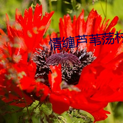 情缠芦苇荡村主任 （间冰期）