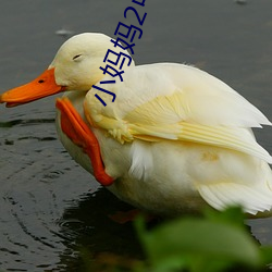 小妈妈2中文版视频