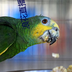 浪花直播永久回家二維碼