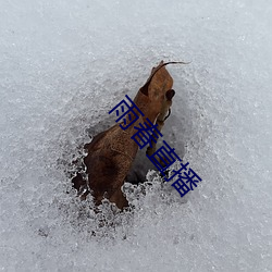 雨春直播 （后辈