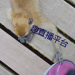 趣直播平台