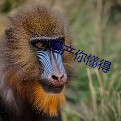 国产你懂得