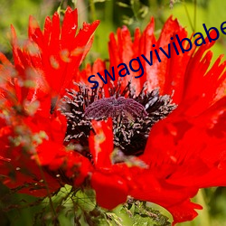 swagvivibabe