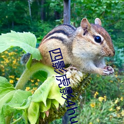 四影虎影4hu13sc