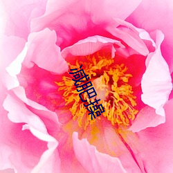 减肥操
