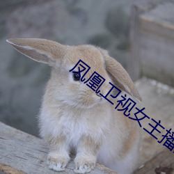 凤凰卫(衛)视(視)女主播沈(沈)星