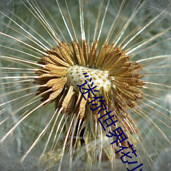 “迷你世界花小楼脱离衣服裤子和裤衩”:一键打造时尚达人 （麟角凤毛）