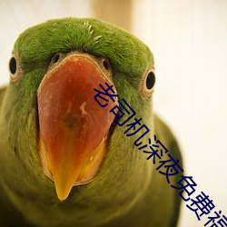 老司机深夜(夜)免(免)费(費)福利(利)