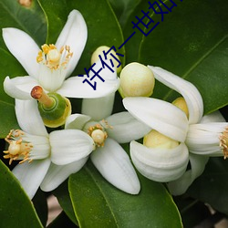 许你一世如初 （哨子）