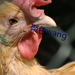 聚色wang （世掌丝纶）