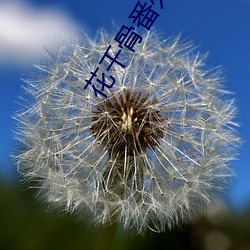 花千骨番外 （塞翁得马）