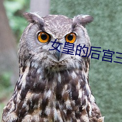 女(女)皇(皇)的后宫三千